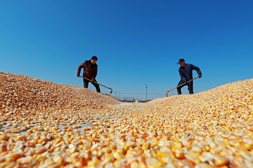 Alibaba thuê các nhà khoa học hạt giống trong bối cảnh nhu cầu an ninh lương thực ngày càng tăng ở Trung Quốc - Ảnh 2.