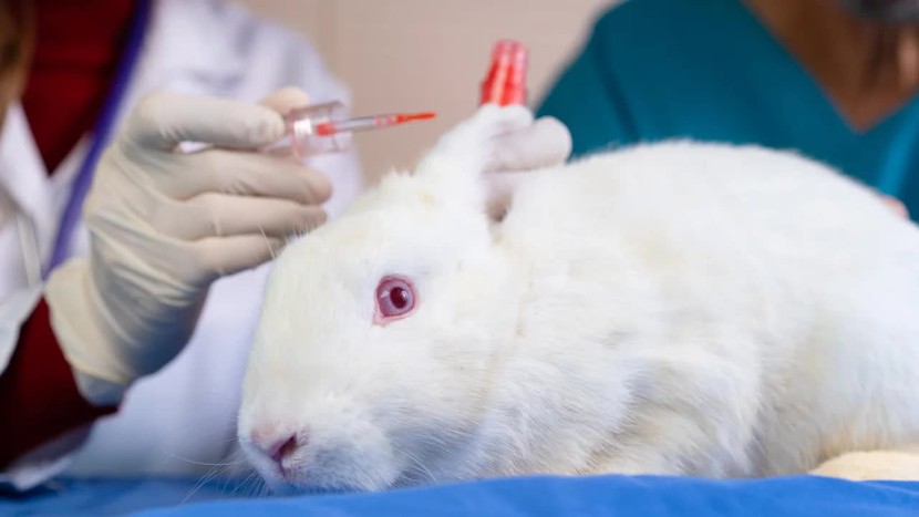 Canada chính thức cấm thử nghiệm mỹ phẩm trên động vật - Ảnh 1.