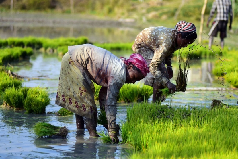 An ninh lương thực của Ấn Độ đang bị bóp nghẹt bởi biến đổi khí hậu - Ảnh 2.