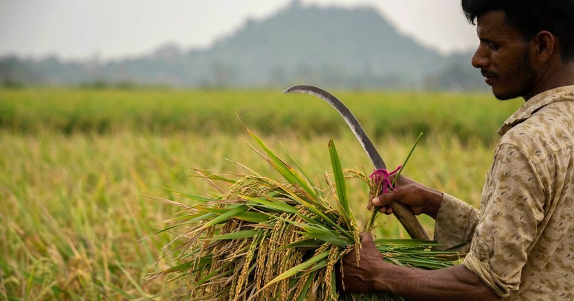 Giá gạo tăng cao làm 'căng' ngân sách cho hàng tỷ người ở châu Á, châu Phi - Ảnh 3.