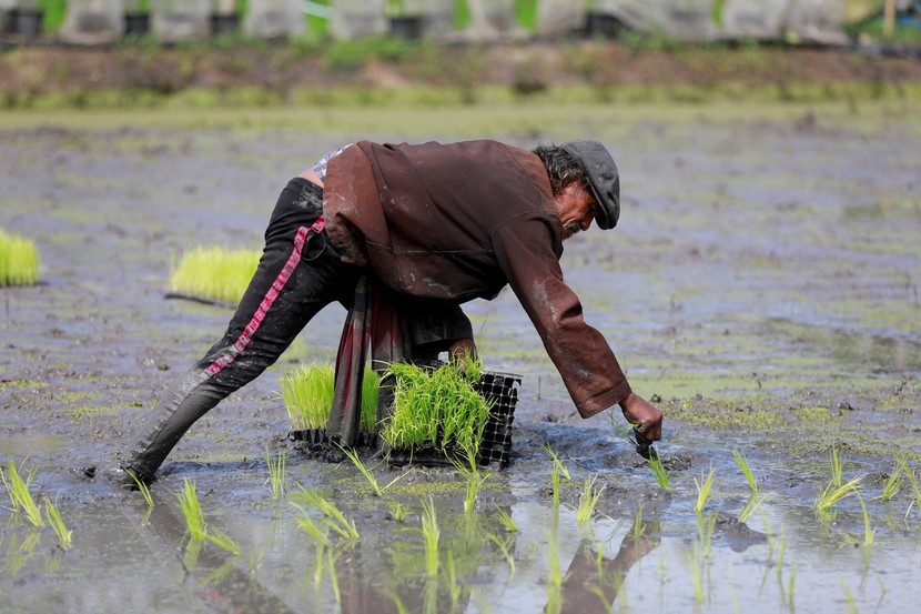 Châu Á chuẩn bị đối mặt với nhiều 'cú sốc' hơn về giá gạo  - Ảnh 5.