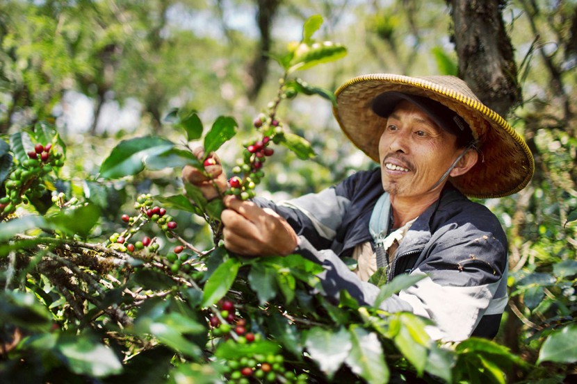 Từ mưa nhiều đến khô hạn, cà phê Indonesia đối mặt với El Nino cực đoan - Ảnh 3.