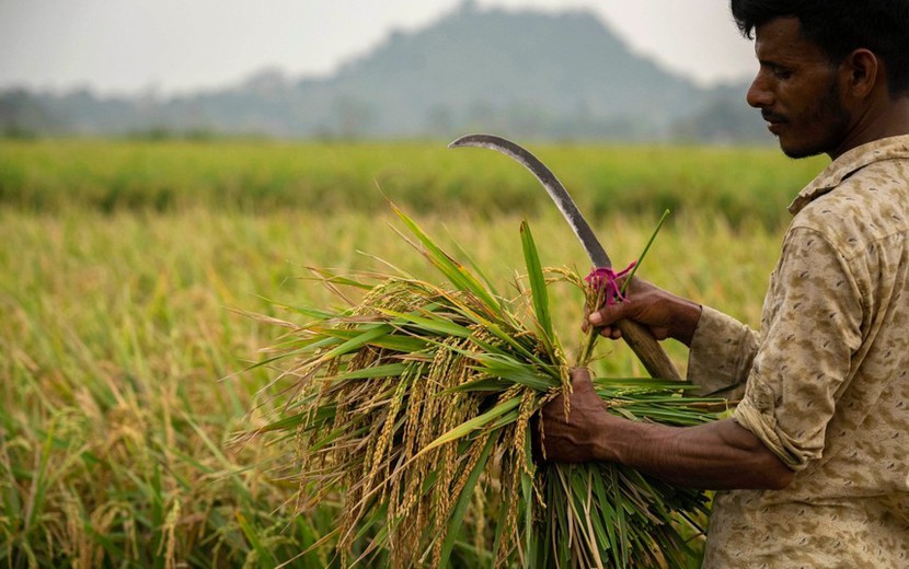 Những quốc gia nào bị ảnh hưởng nặng nề nhất bởi  lệnh cấm xuất khẩu gạo của Ấn Độ? - Ảnh 3.