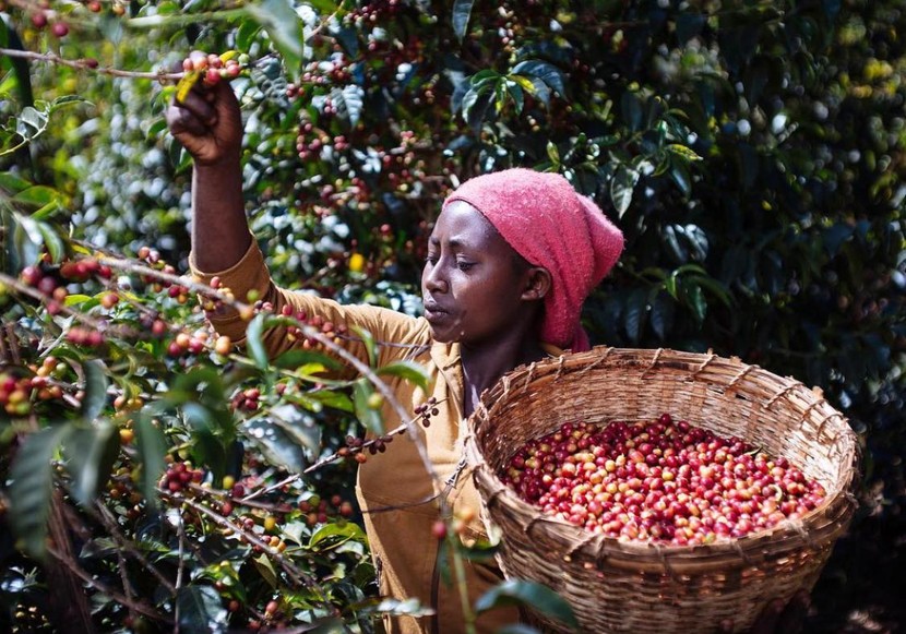 Cà phê thủ công Brazil tấn công thị trường cao cấp và thách thức đối với người nông dân  - Ảnh 6.