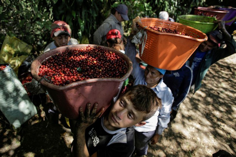 Cà phê thủ công Brazil tấn công thị trường cao cấp và thách thức đối với nông dân nhỏ - Ảnh 1.