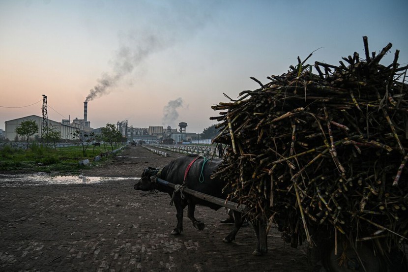 Sau gạo, Ấn Độ có thể tiếp tục cấm xuất khẩu đường? - Ảnh 2.