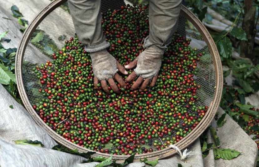 Cà phê thủ công Brazil tấn công thị trường cao cấp và thách thức đối với nông dân nhỏ - Ảnh 4.