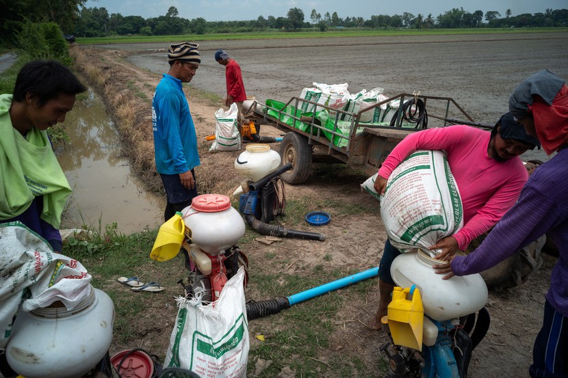 Giá gạo tăng vọt và hy vọng cho khoản nợ của nông dân Thái Lan - Ảnh 2.