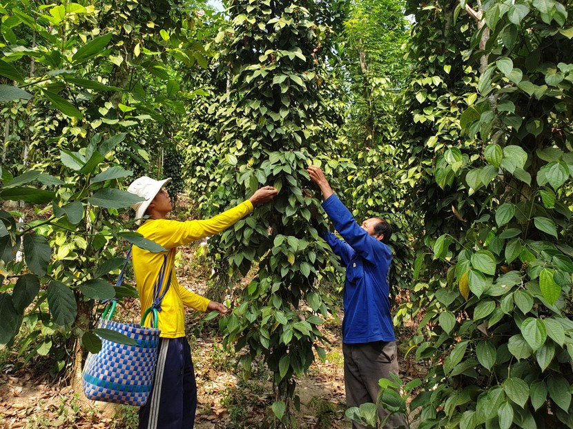Giá tiêu hôm nay 29/9: Đi ngang - Ảnh 1. Giá tiêu hôm nay 29/9: Đi ngang - Ảnh 1.