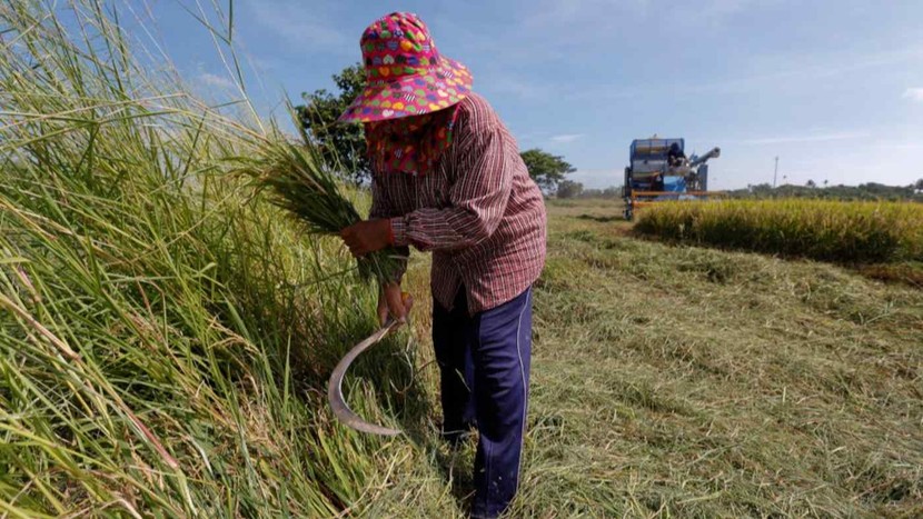 Xuất khẩu gạo Việt Nam và Thái Lan tăng vọt sau lệnh cấm của Ấn Độ- Ảnh 1.