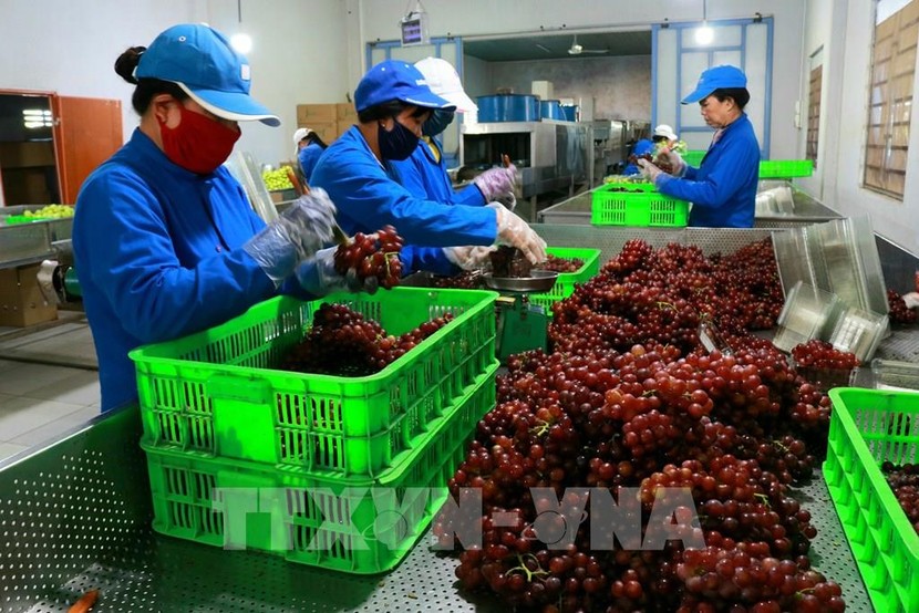 Thông luồng xuất khẩu nông sản Việt- Ảnh 2.