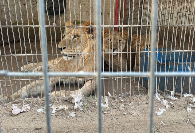 Những con vật đang chết dần trong vườn thú ở Gaza- Ảnh 2.