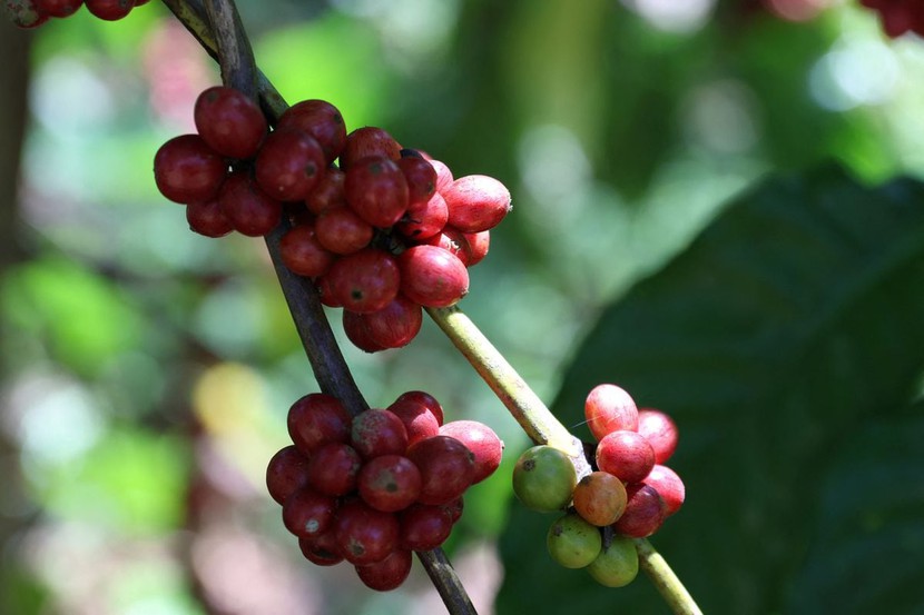 Panama tích cực hỗ trợ nông dân trồng cà phê - Ảnh 1.