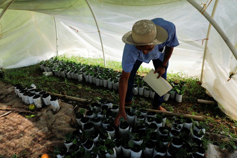 Panama tích cực hỗ trợ nông dân trồng cà phê - Ảnh 3.