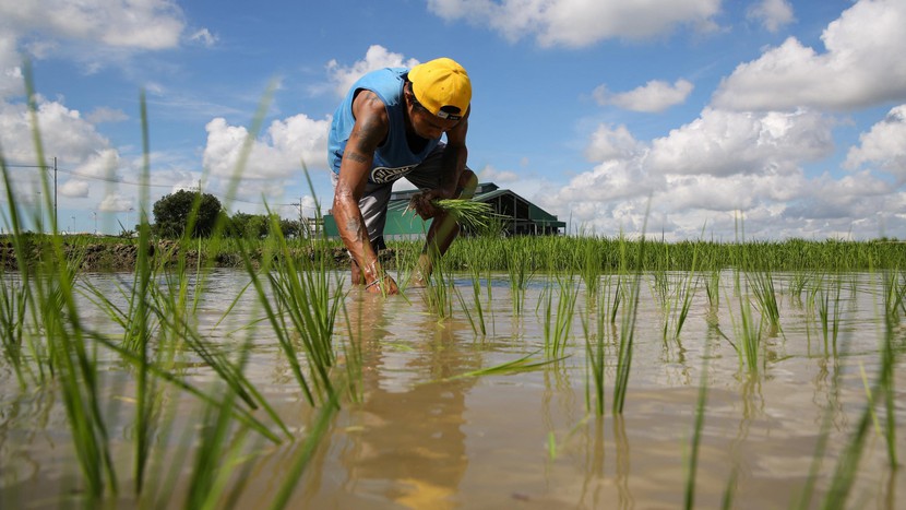 Philippines nỗ lực hạ giá gạo dù nguồn cung dồi dào- Ảnh 1.