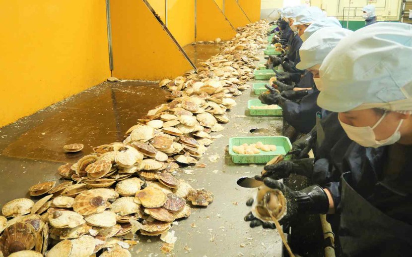 Xuất khẩu sò điệp của Nhật Bản sang Đông Nam Á tăng 150%- Ảnh 1.