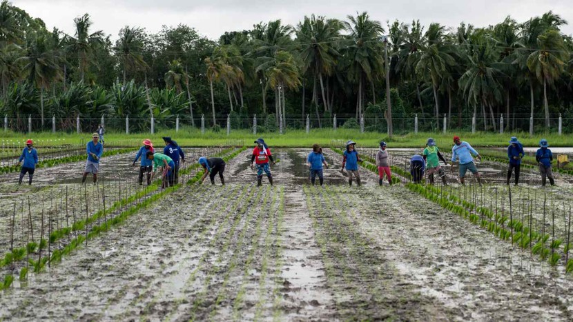 Giá gạo đạt mức cao nhất kể từ năm 2009, Philippines nhập 1 triệu tấn gạo từ Việt Nam mỗi năm - Ảnh 1.