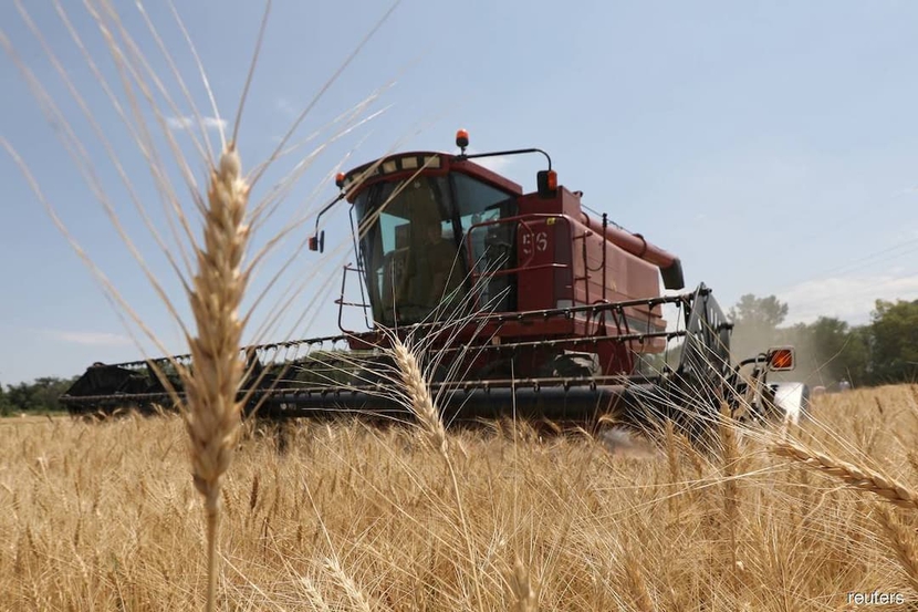 Người mua Trung Quốc hoãn mua lúa mì Úc trong bối cảnh dư cung toàn cầu- Ảnh 1.