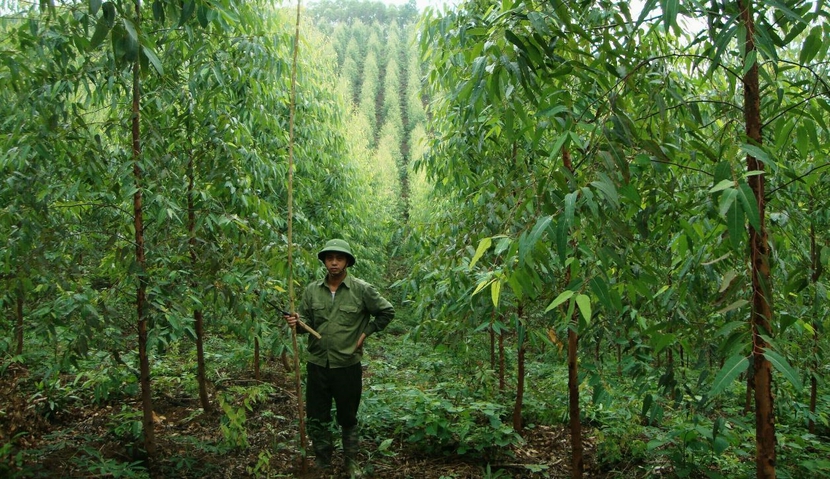 Việt Nam nhận 51,5 triệu USD từ WB cho giảm phát thải thông qua bảo tồn rừng- Ảnh 1.