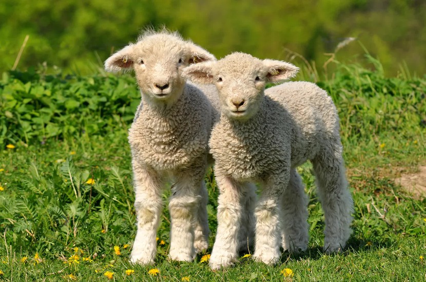 Ai đã nghĩ ra mẹo đếm cừu để chữa chứng mất ngủ và nó có hiệu quả không? - Ảnh 2.