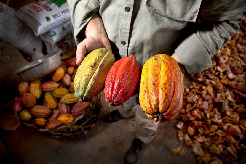 Thị trường cacao thế giới đang trong cơn khủng hoảng mới- Ảnh 1.
