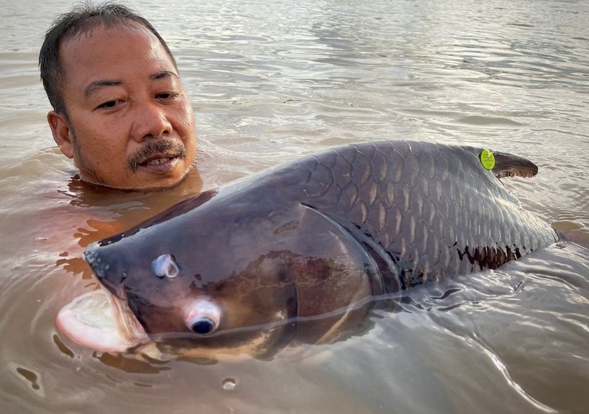 1/5 loài cá ở sông Mê Kông có nguy cơ tuyệt chủng- Ảnh 3.