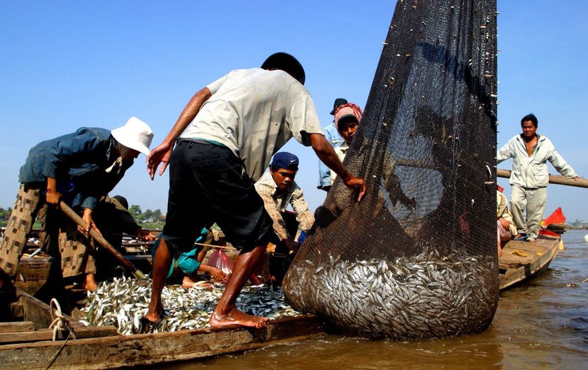 1/5 loài cá ở sông Mê Kông có nguy cơ tuyệt chủng- Ảnh 2.