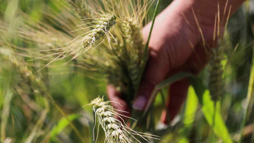 Trung Quốc liên tục hủy các đơn hàng từ Mỹ, Úc... khiến giá lúa mì giảm sâu- Ảnh 1.