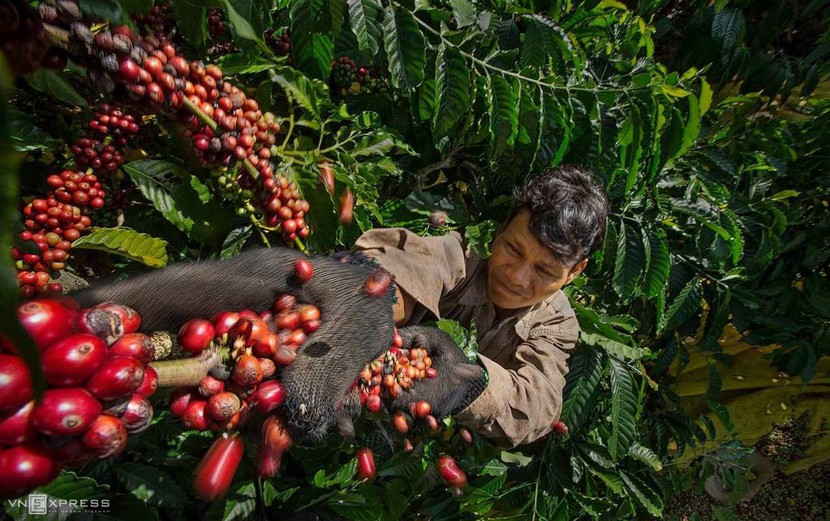 Dự báo giá cà phê ở Việt Nam sẽ tiếp tục tăng cao- Ảnh 1.
