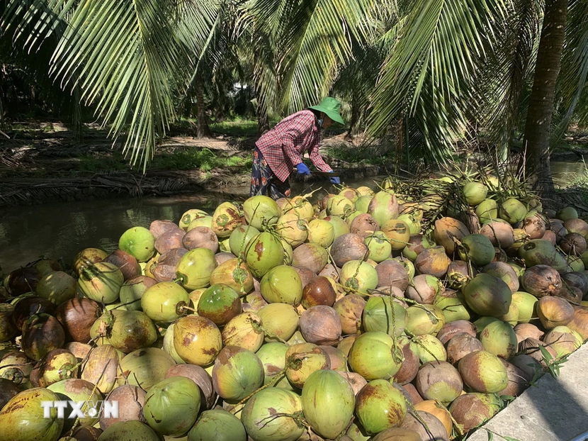 Nắng nóng kéo dài, giá dừa tươi tăng gần gấp 3 lần- Ảnh 1.