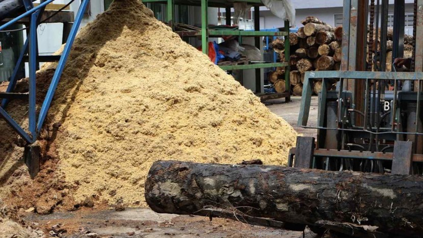 Malaysia và Nhật Bản thử nghiệm tái chế cây cọ chết thành nhiên liệu sinh học- Ảnh 1.