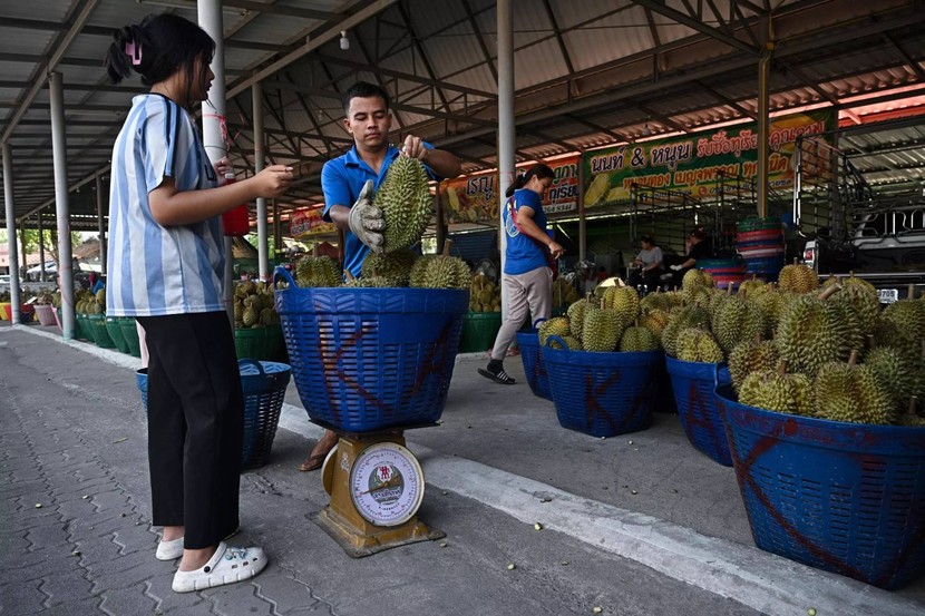 Nông dân trồng sầu riêng Thái Lan áp lực trước mùa khô hạn- Ảnh 1.