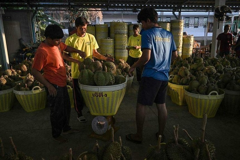 Nông dân trồng sầu riêng Thái Lan áp lực trước mùa khô hạn- Ảnh 3.
