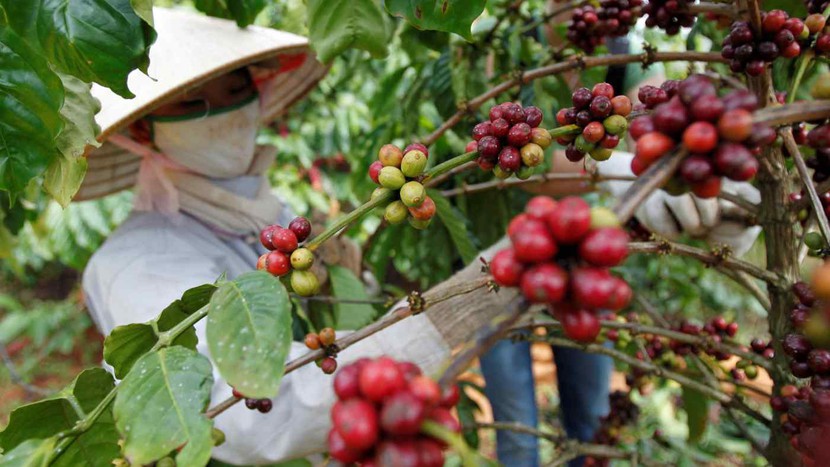 Giá cà phê tăng 20% ​​khi nhiệt độ toàn cầu ảnh hưởng đến thị trường hàng hóa- Ảnh 1.