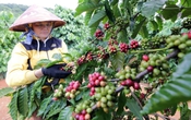 Thị trường nông sản 21/5: Giá cà phê, cao su tăng, hồ tiêu ổn định