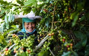 Việt Nam xuất khẩu lượng cà phê trị giá 2 tỷ USD trong 5 tháng đầu năm