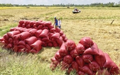 Báo cáo ngành sản xuất gạo - Triển vọng theo đà tăng giá