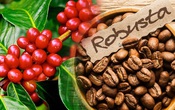 Giá cà phê Robusta đã đạt mức cao nhất trong vòng 45 năm qua