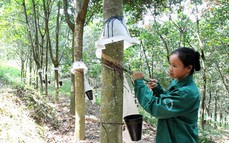 Xuất khẩu cao su của Việt Nam tăng trở lại