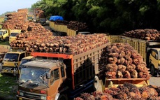 Indonesia phân bổ khoảng 1 triệu tấn dầu cọ để xuất khẩu