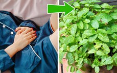 15 loại cây nhất định phải trồng trong nhà để tăng cường tâm trạng và sức khỏe