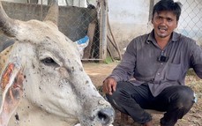 Nông dân Ấn Độ lao đao với bệnh da sần ở gia súc