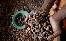 Thị trường cacao thế giới đang trong cơn khủng hoảng mới