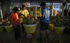 Nông dân trồng sầu riêng Thái Lan áp lực trước mùa khô hạn