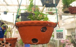 Lan đột biến có thể tạo ra bằng phương pháp chiếu xạ