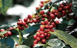 Thị trường nông sản 30/11: Giá cà phê, cao su tăng, tiêu đi ngang