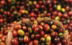 Giá cà phê thế giới được dự báo giảm trong ngắn hạn