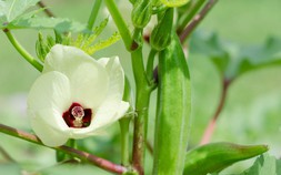 Hoa đậu bắp - tưởng bỏ đi nhưng lại là thần dược chống ung thư