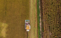 Sản lượng gạo trái vụ đầu năm 2024 của châu Á bị hạn chế gây áp lực nguồn cung ứng