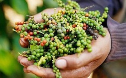 Giá tiêu có thể tăng nóng trở lại trong thời gian tới?